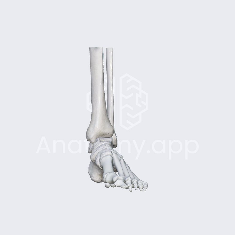 Biomechanics of the interphalangeal joints of the foot: flexion and extension