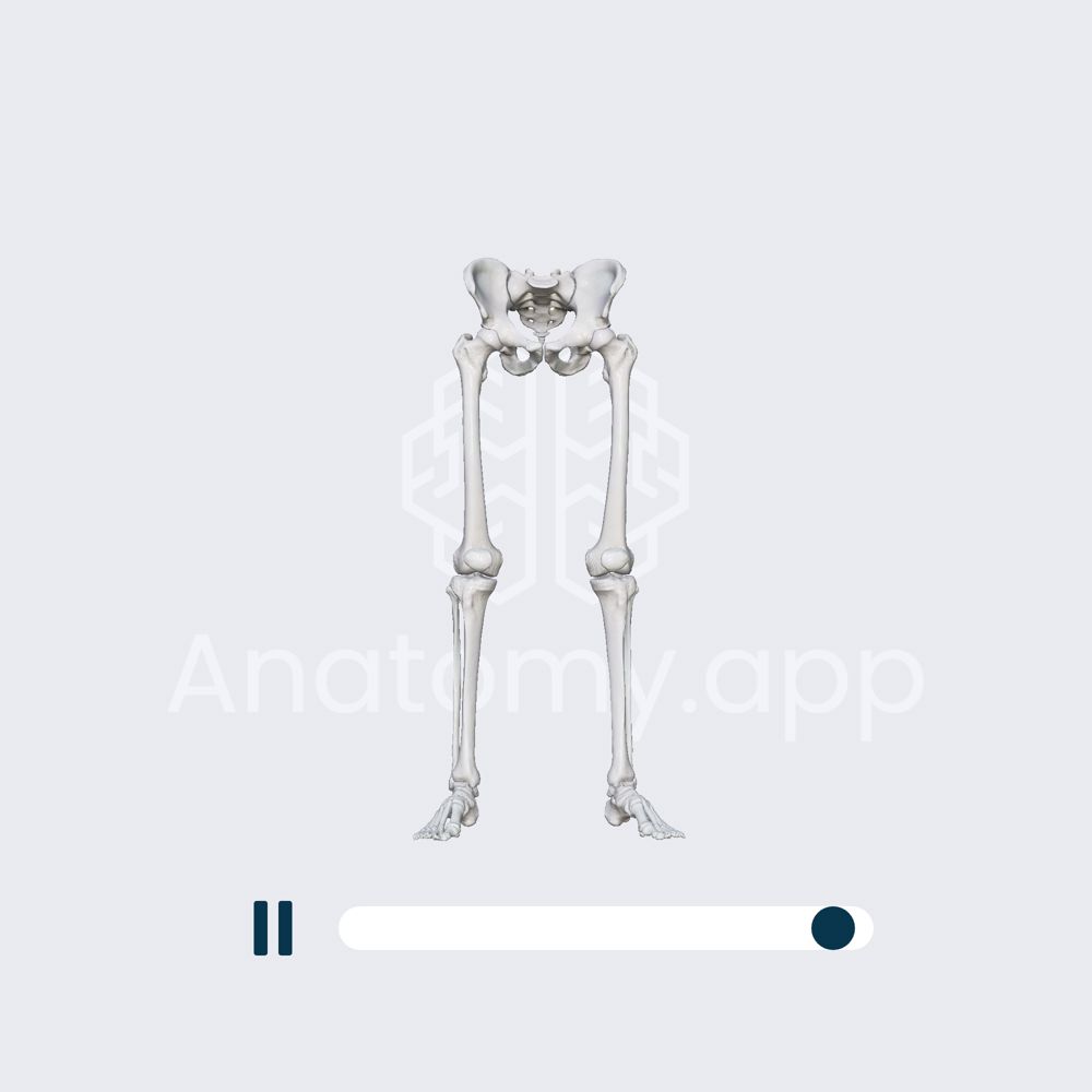 Biomechanics of the hip joint: internal and external rotation with a straight leg