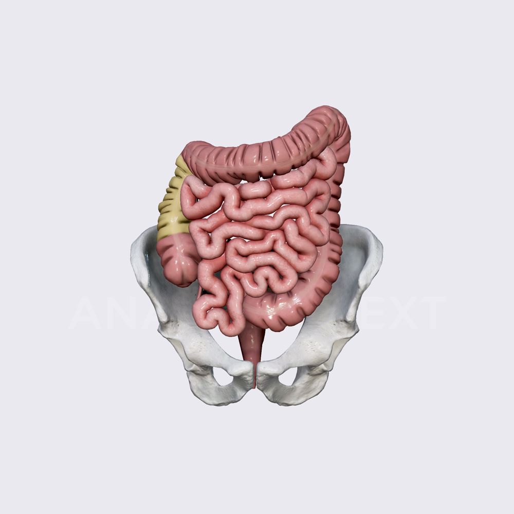 Ascending colon