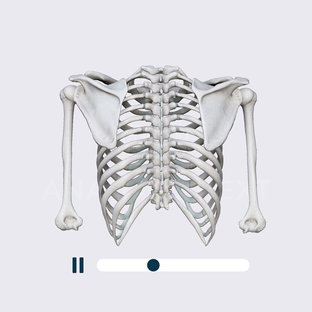 Biomechanics of the shoulder girdle: elevation and depression of the scapula