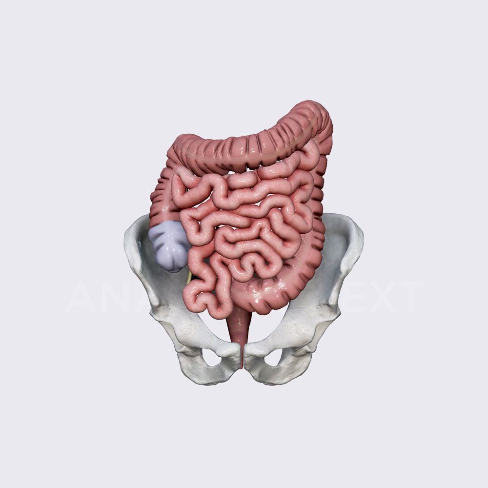 cecum and vermiform appendix | Anatomy.app