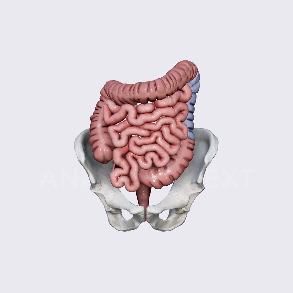 Descending colon