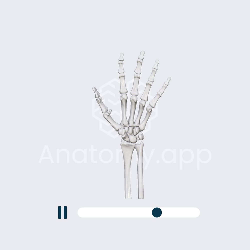 Biomechanics of the metacarpophalangeal joints: abduction and adduction of the fingers