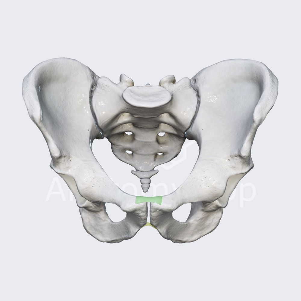 Pubic symphysis and its ligaments