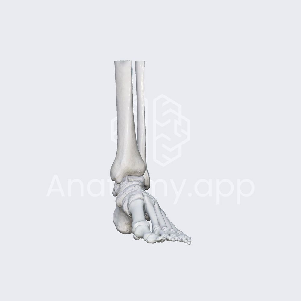 Biomechanics of the metatarsophalangeal joints: flexion and extension