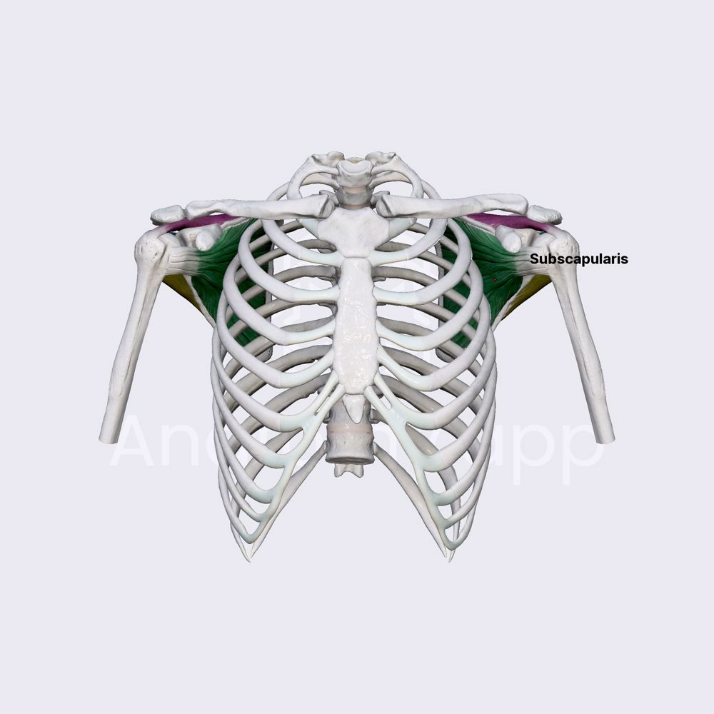 Rotator cuff muscles (overview)