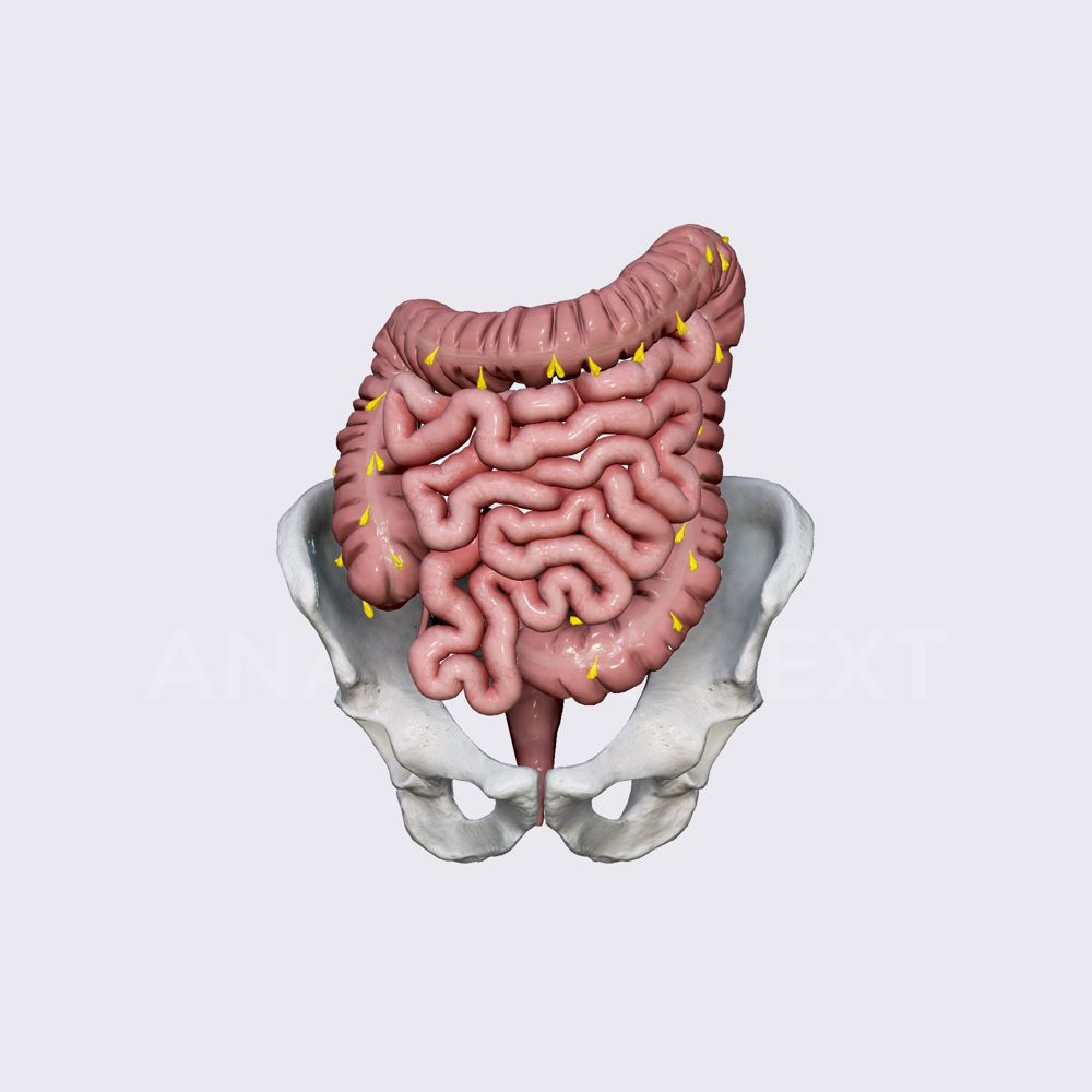 Features of large intestine