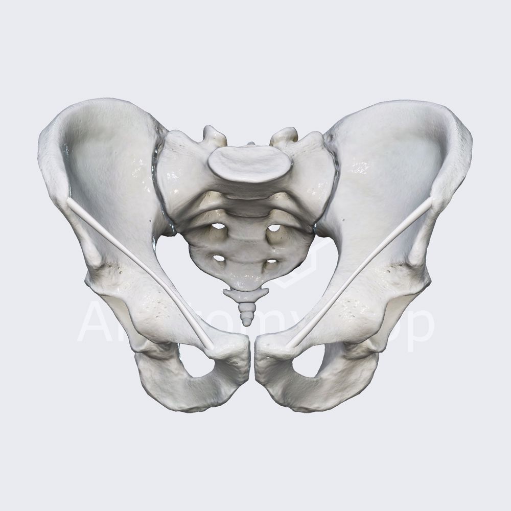 Inguinal ligament