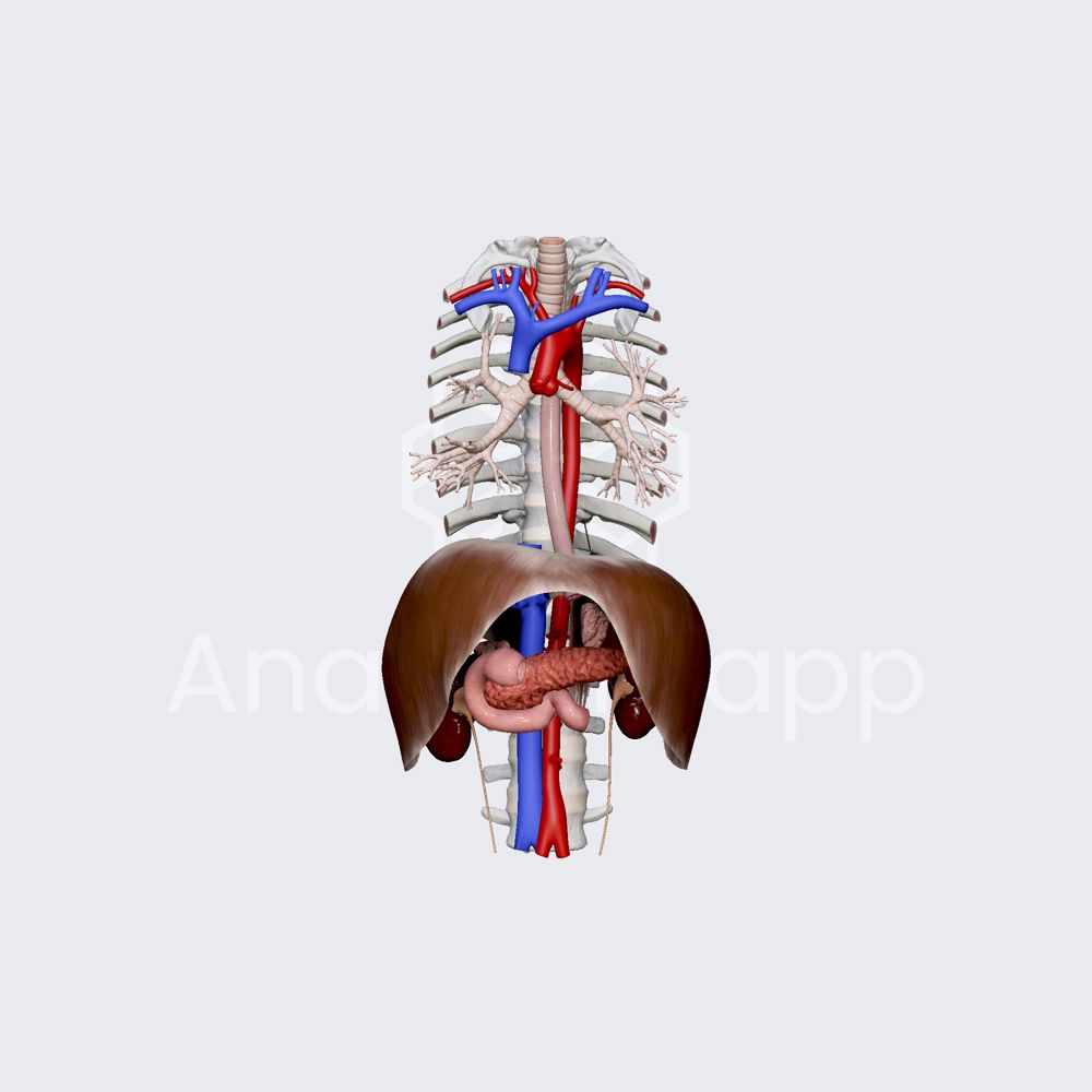 Adrenal glands