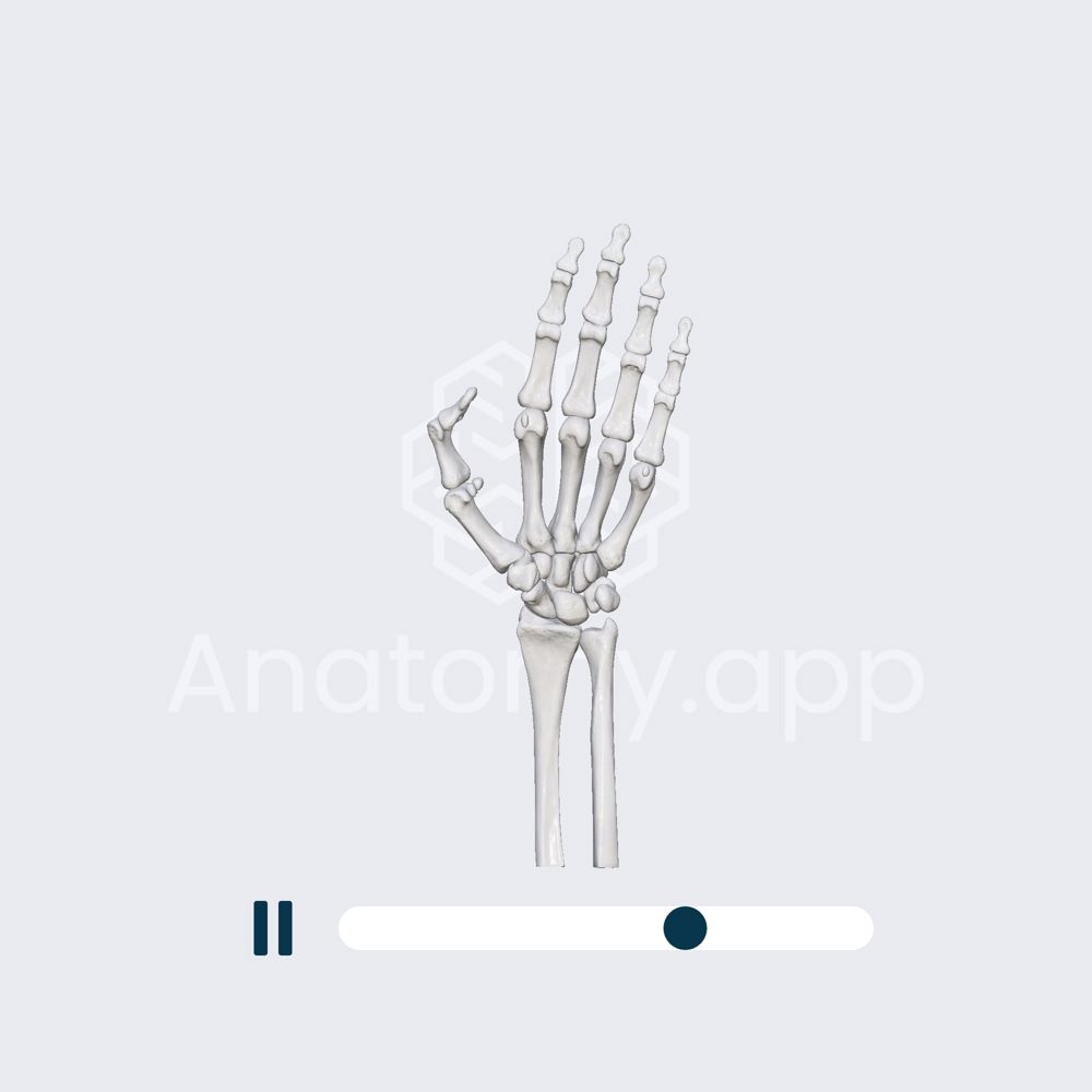 Biomechanics of the interphalangeal joint of the thumb: flexion and extension