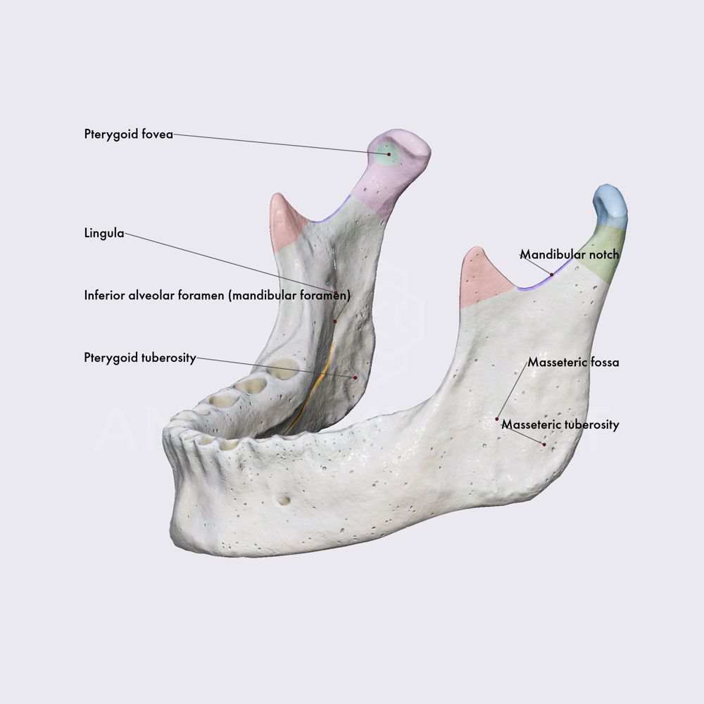 Lower jaw (ramus of mandible) | Anatomy.app