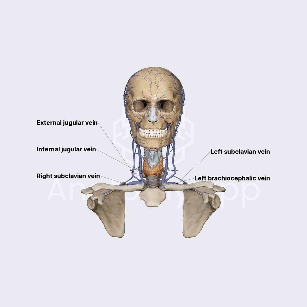Subclavian and brachiocephalic vein