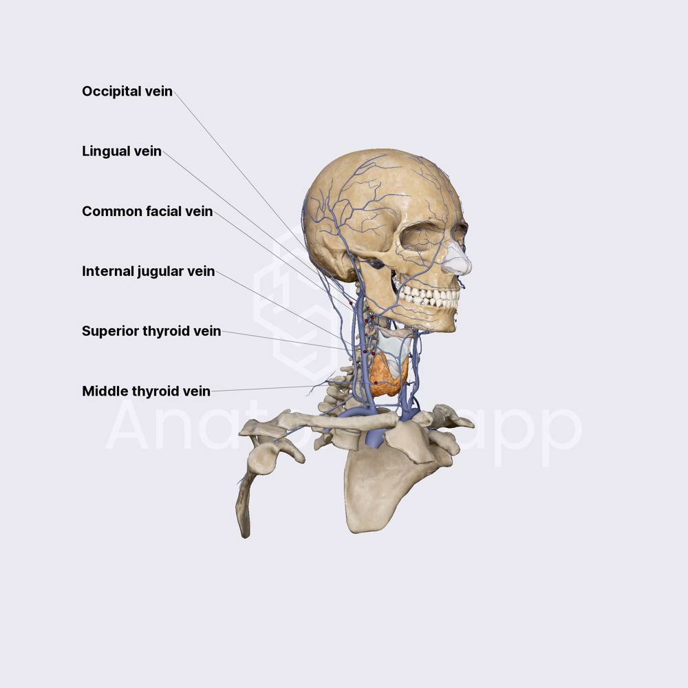 Internal jugular vein