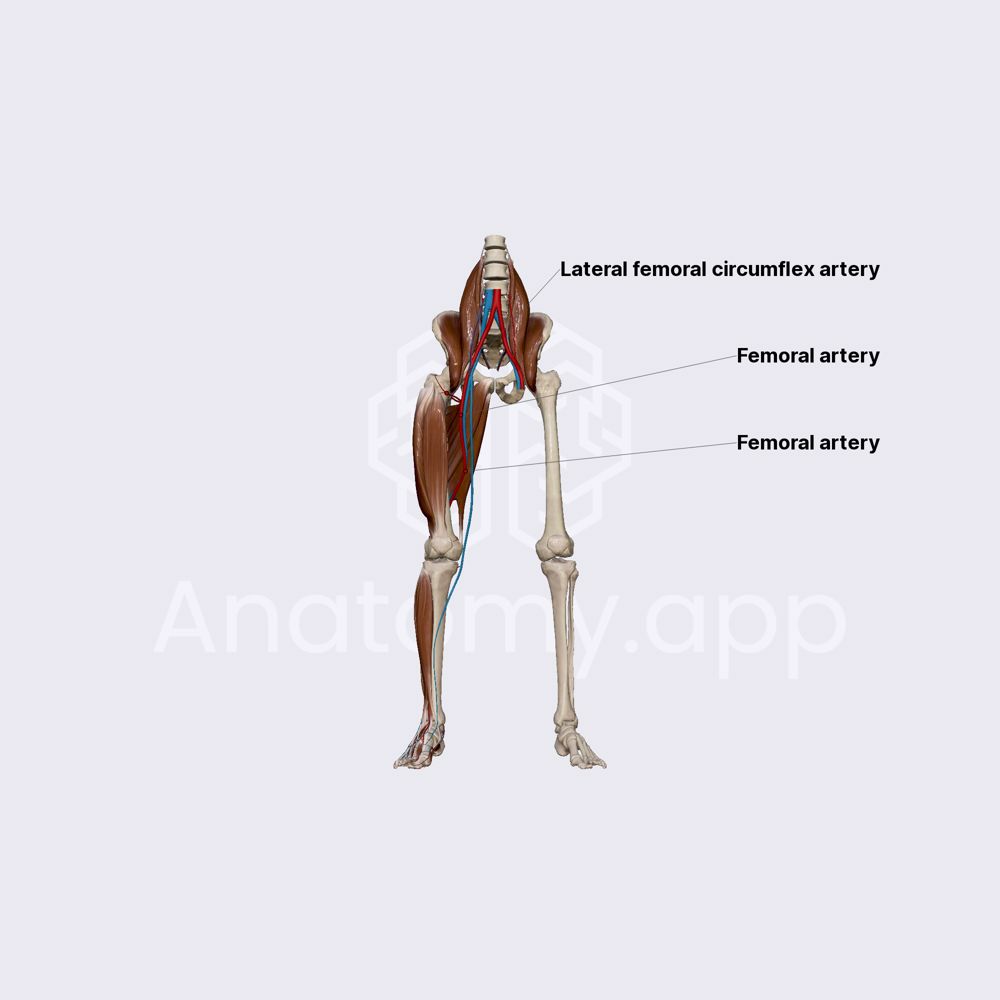 Deep femoral artery and its branches