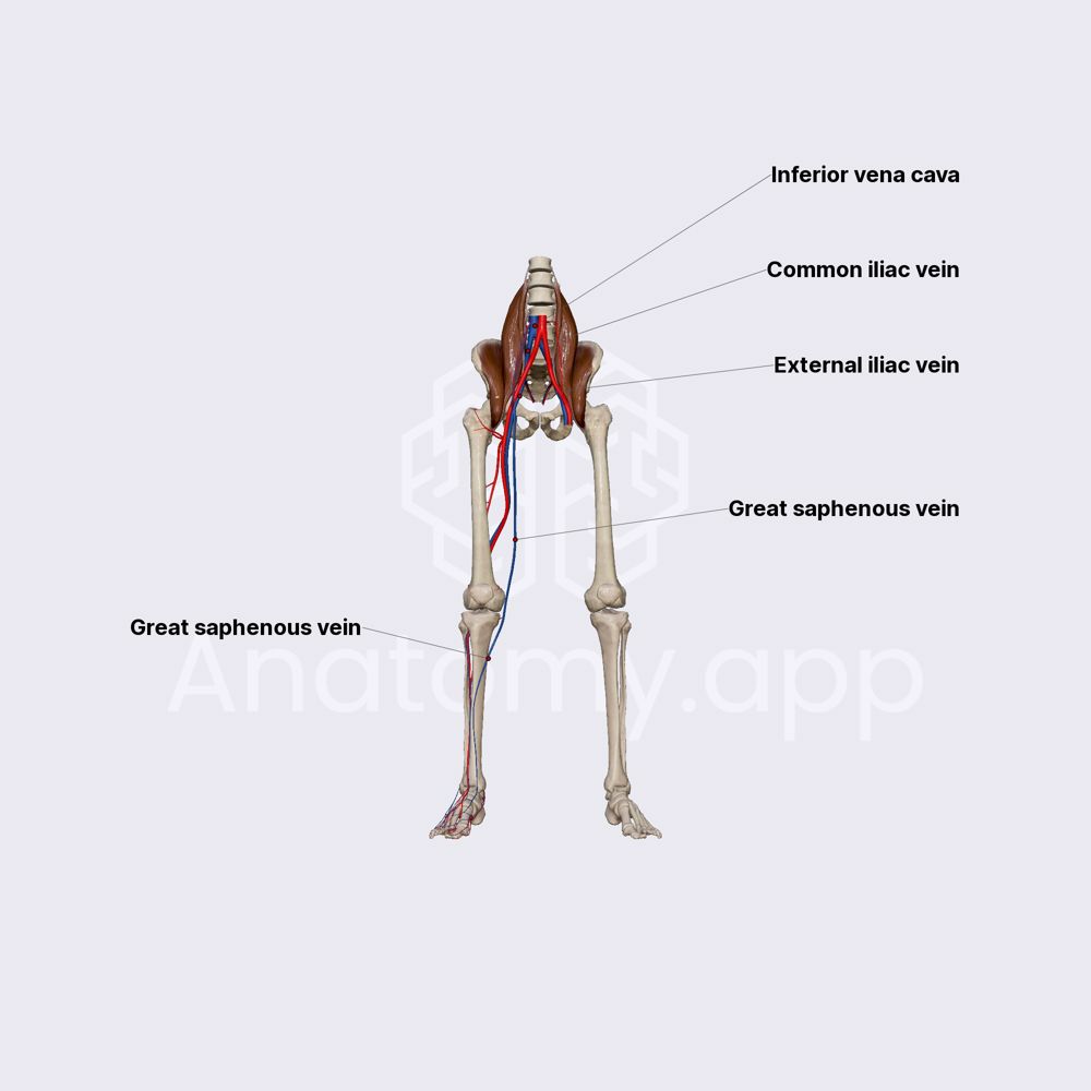 Superficial veins of lower limb