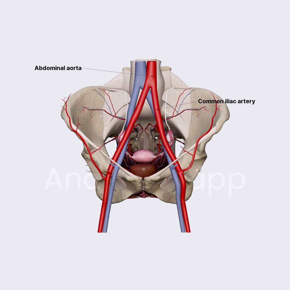 Common iliac artery (female pelvis)