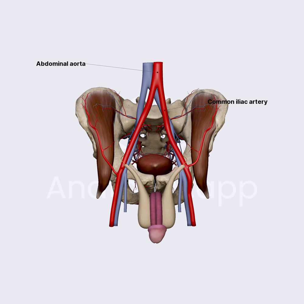 Common iliac artery (male pelvis)