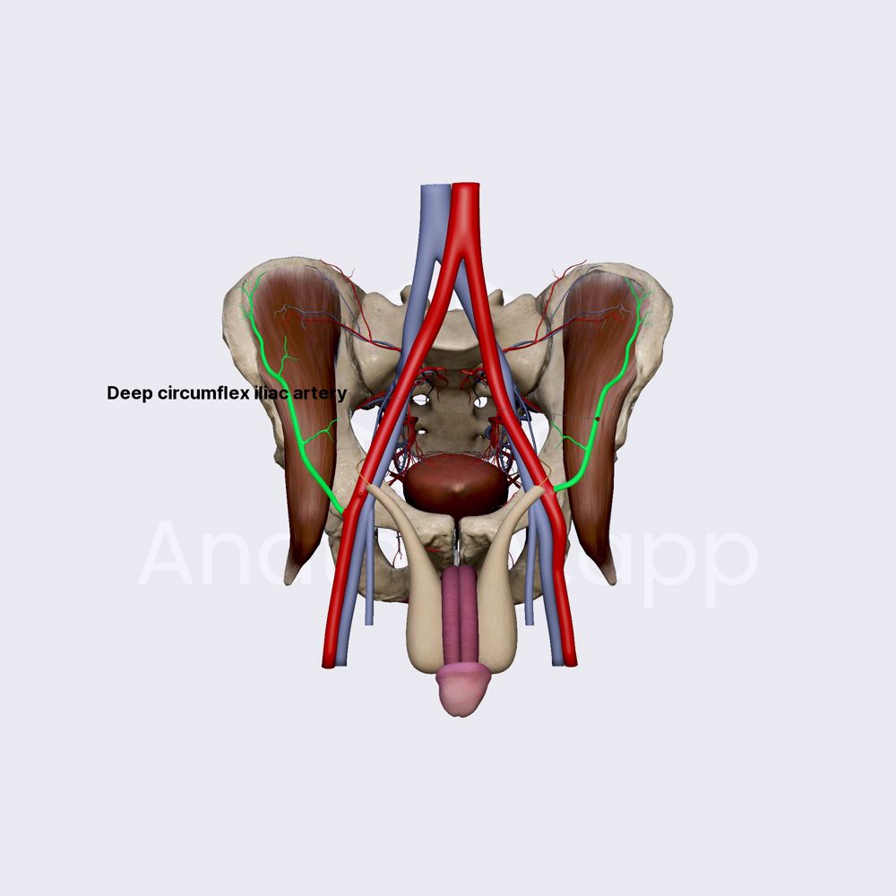 Deep circumflex iliac artery (male pelvis) | Anatomy.app