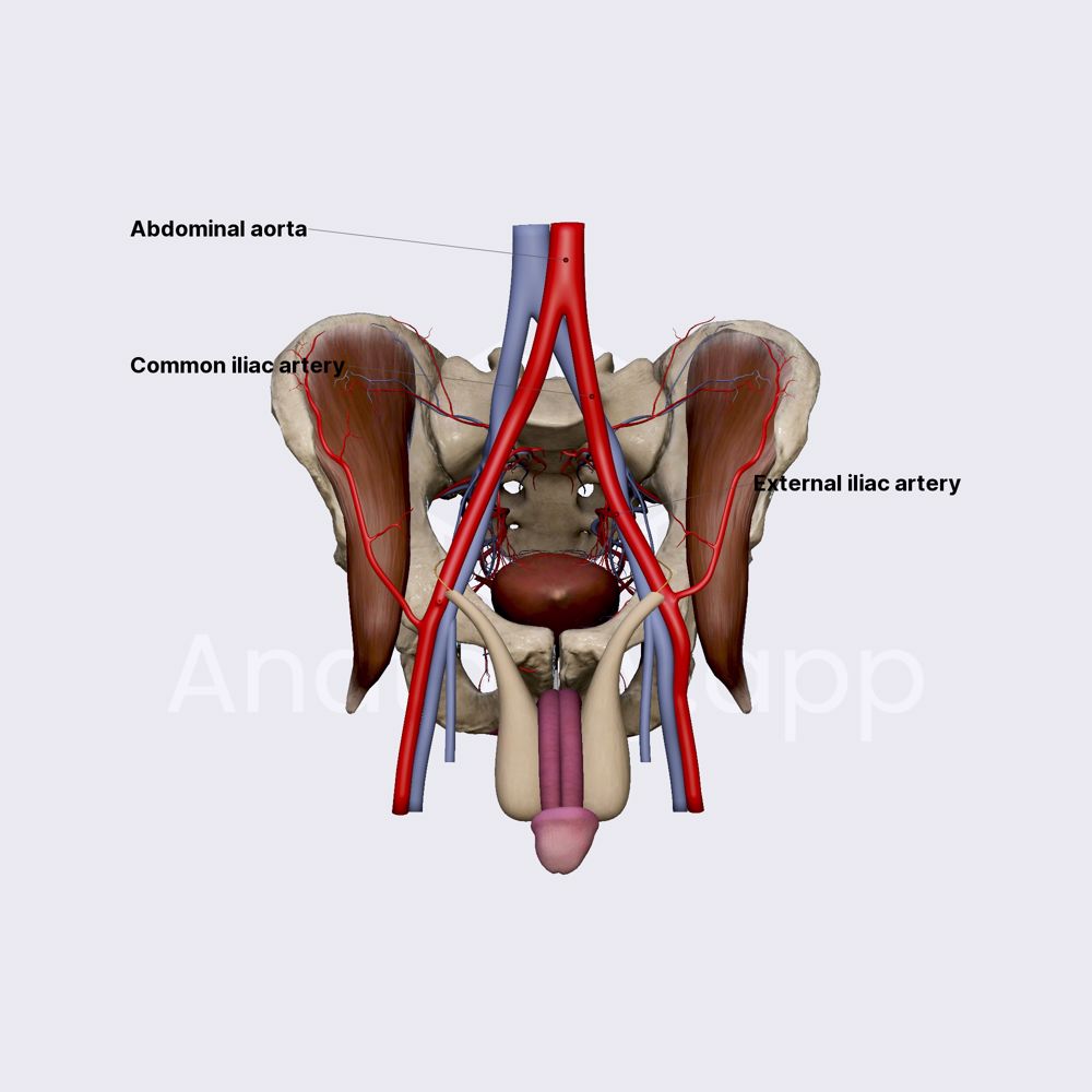 External iliac artery (male pelvis)