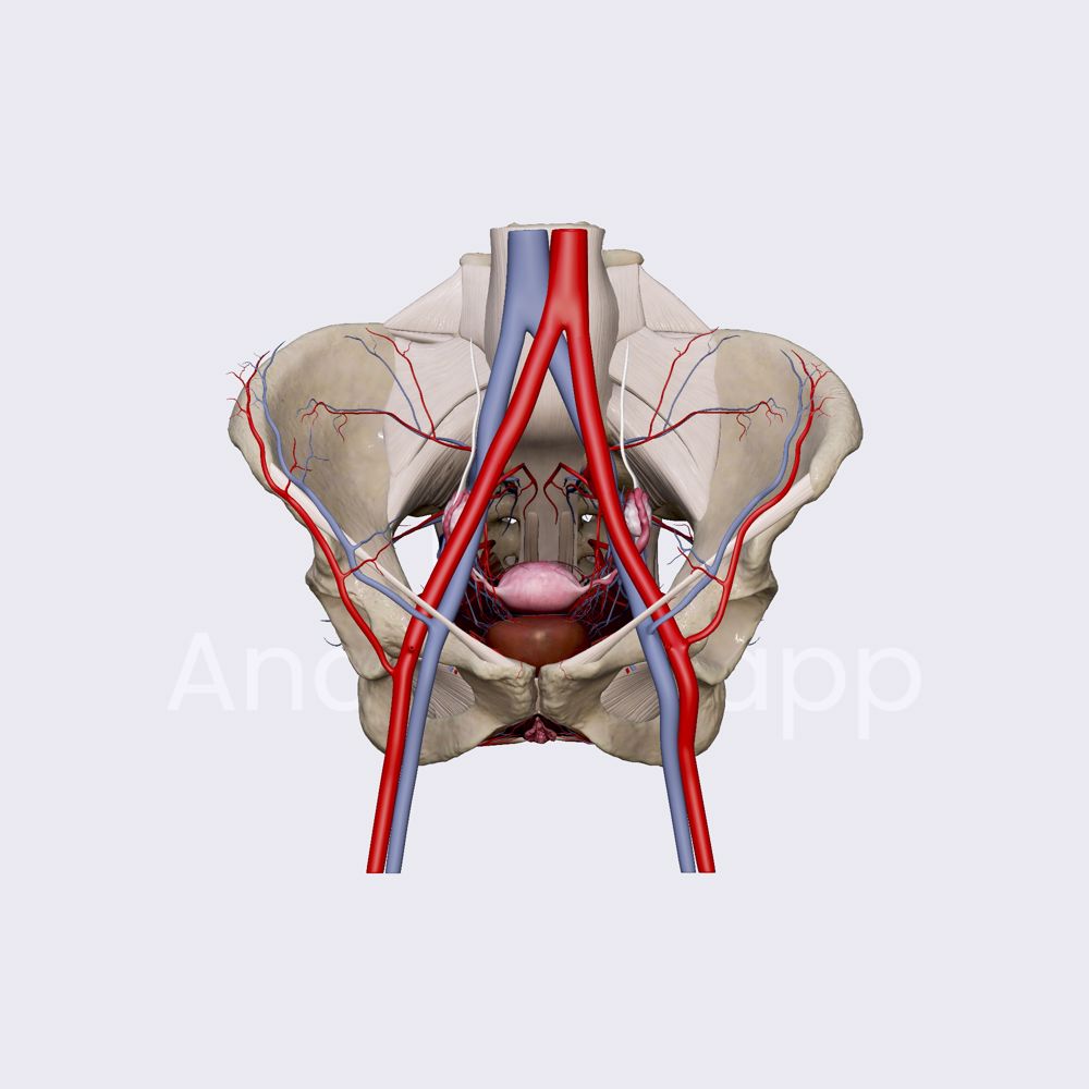 Veins of pelvis