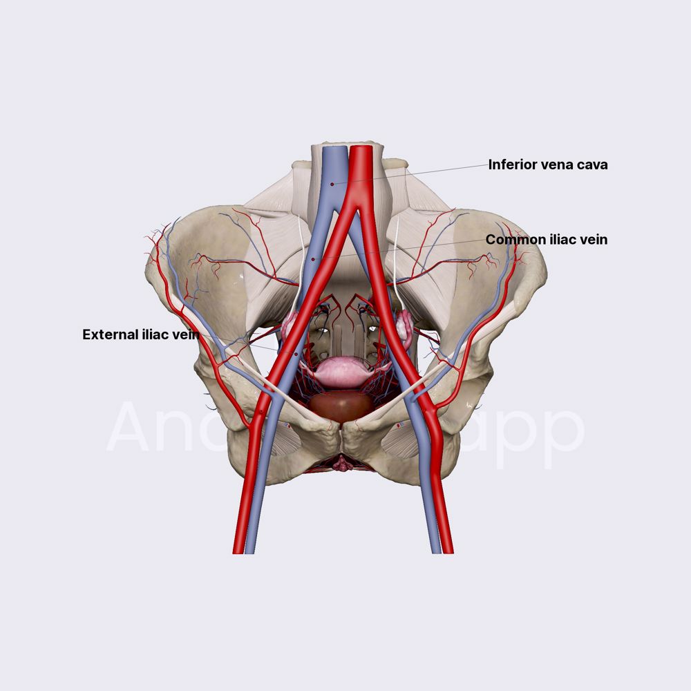 External iliac vein