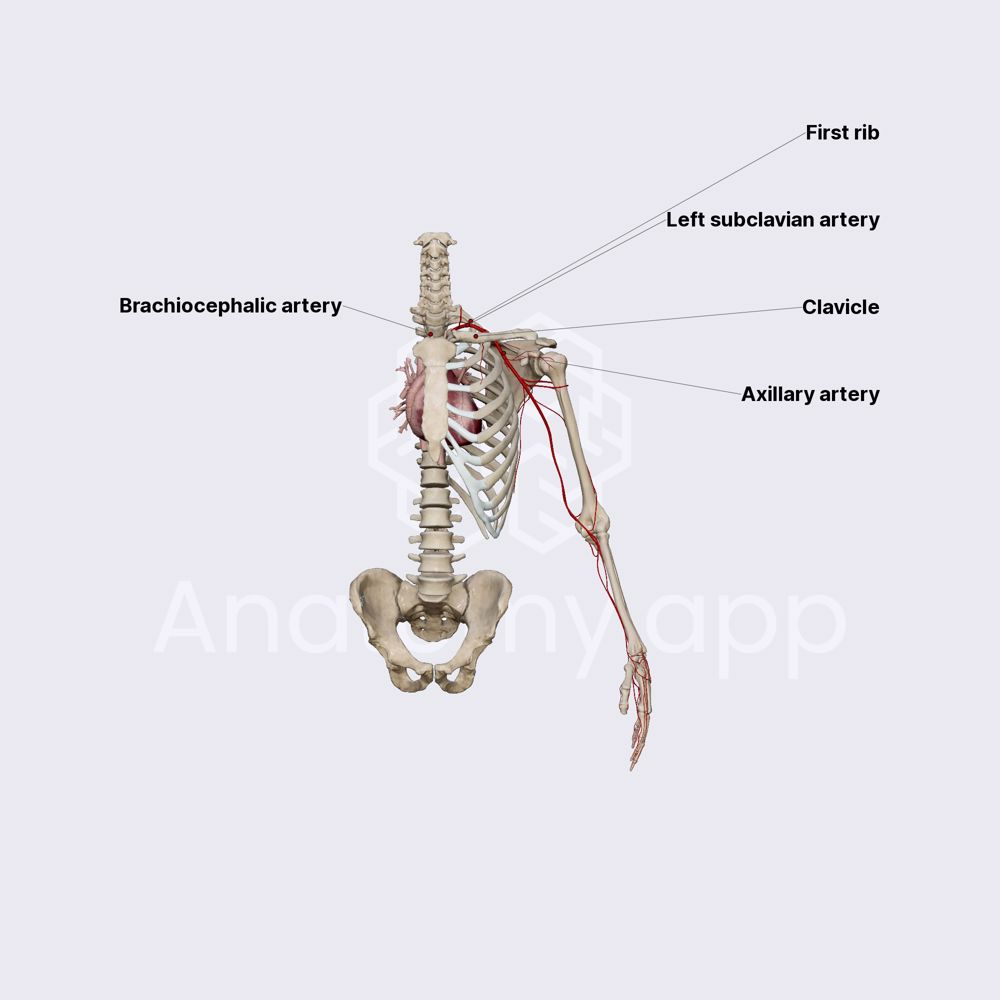 Subclavian artery