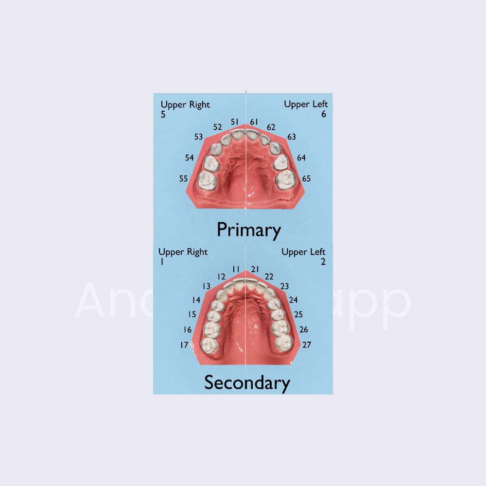 ISO-3950 dental notation system