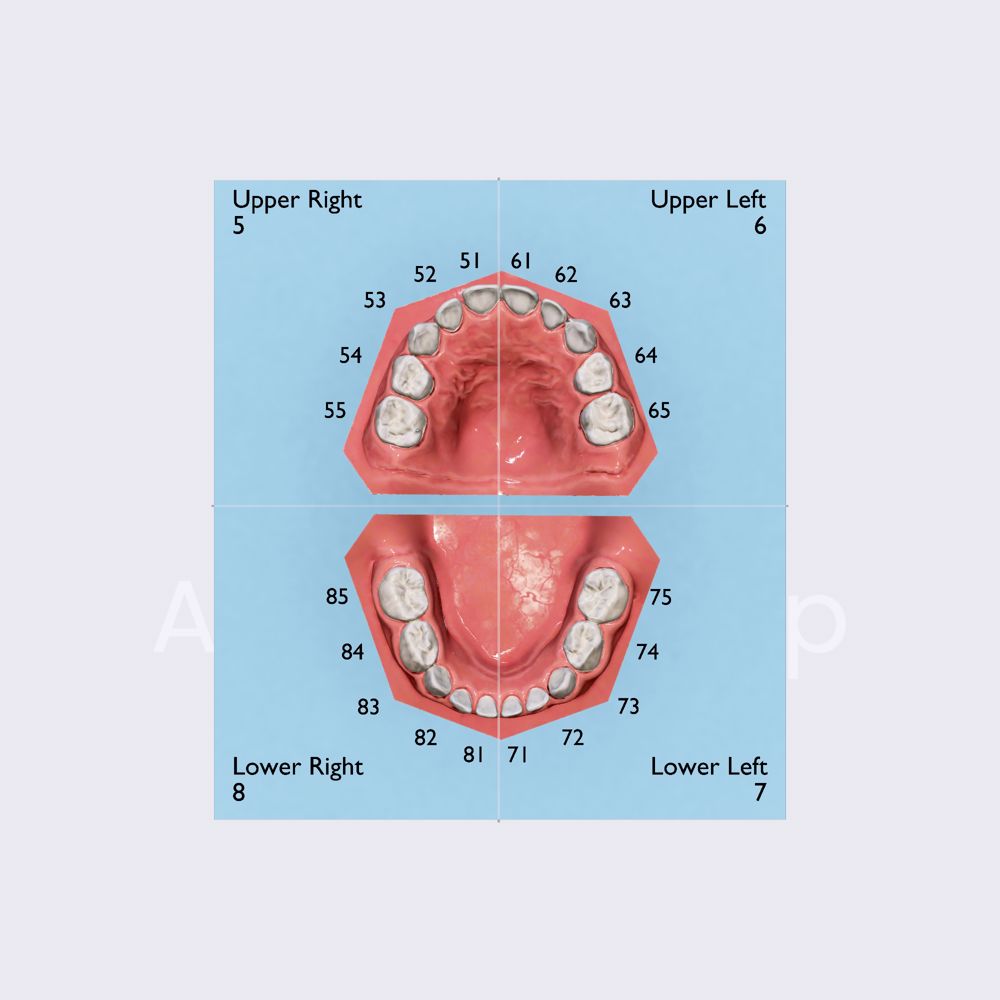 ISO-3950 system for primary dentition