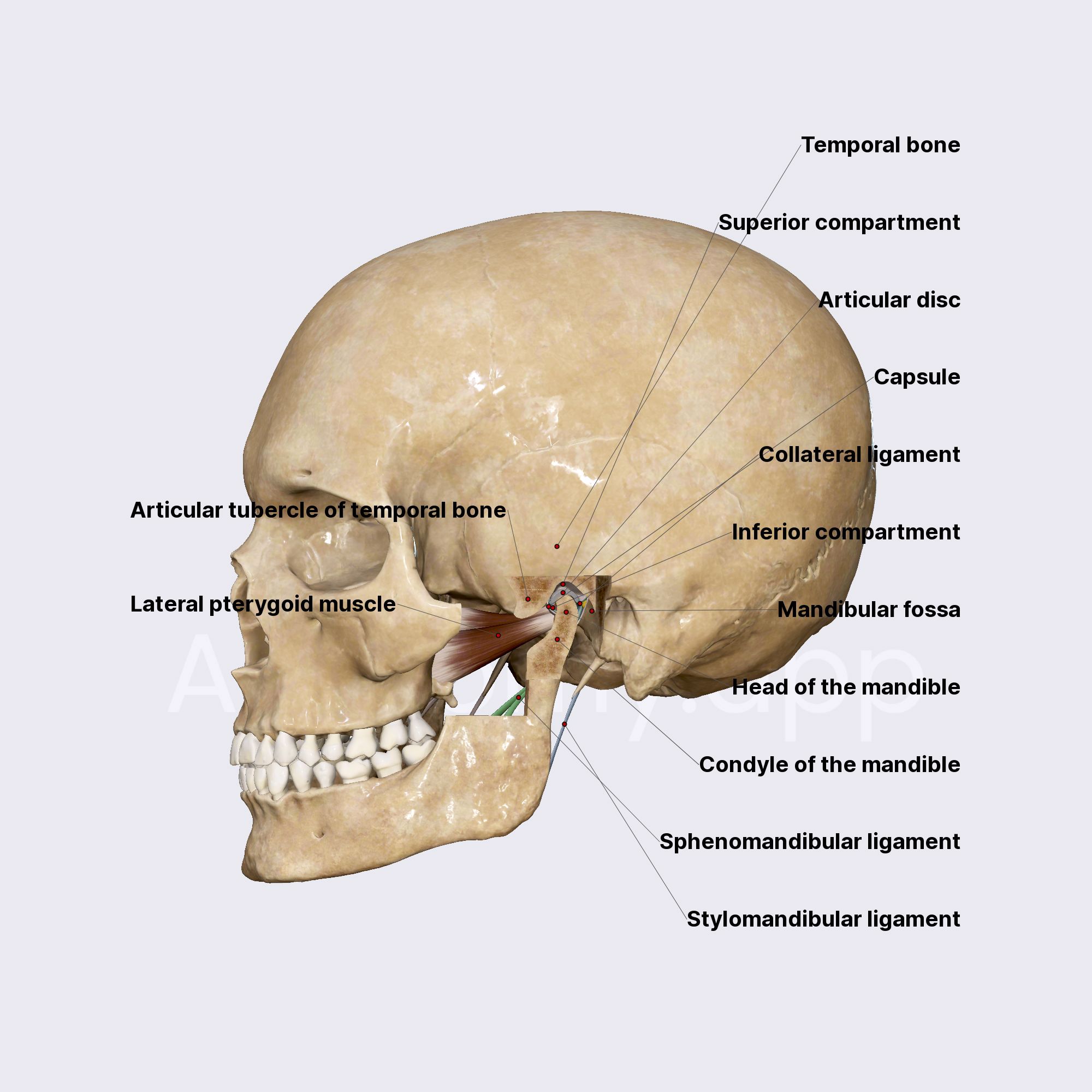 sortedsceneenglishdentaljawtmj