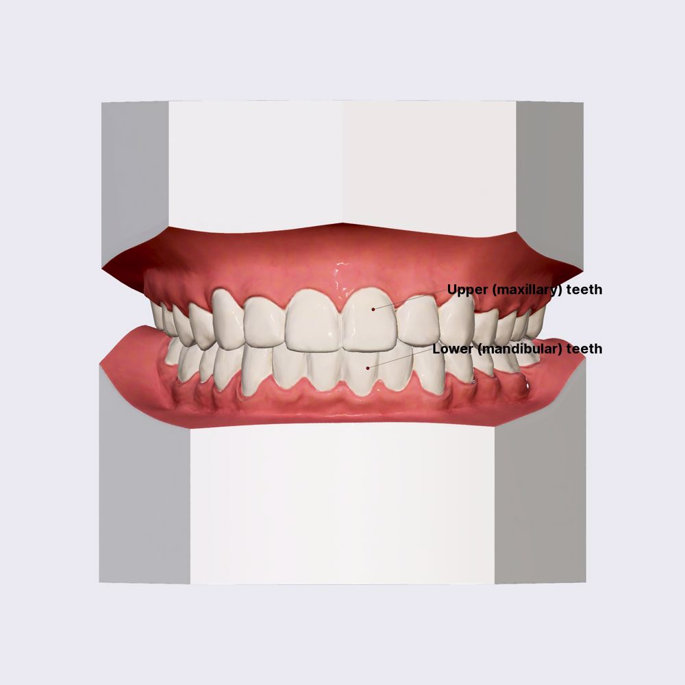 Introduction to teeth