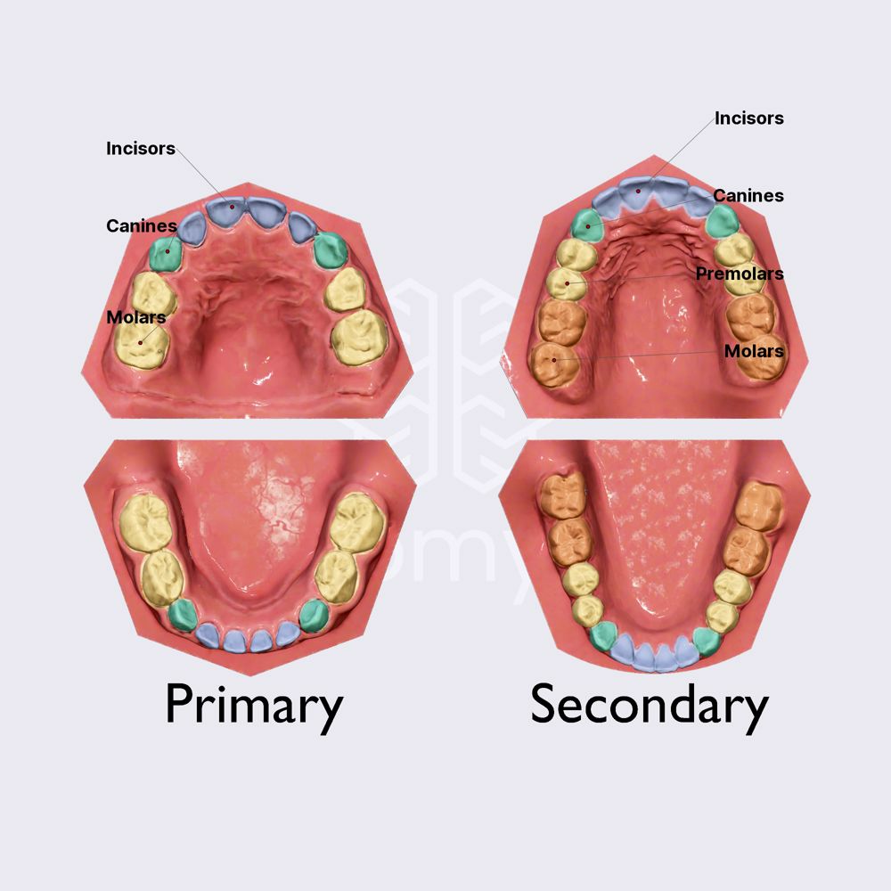 Groups of teeth