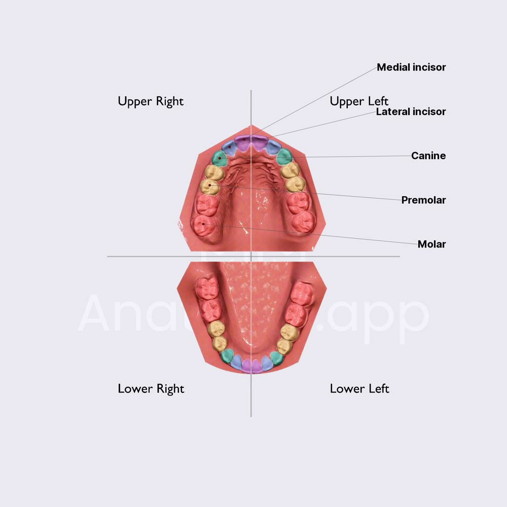 Types of teeth