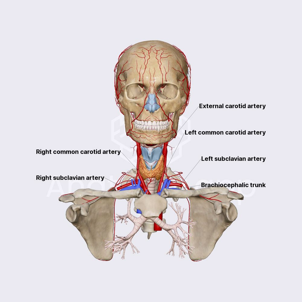 Arterial blood supply of head and neck (overview and main vessels)