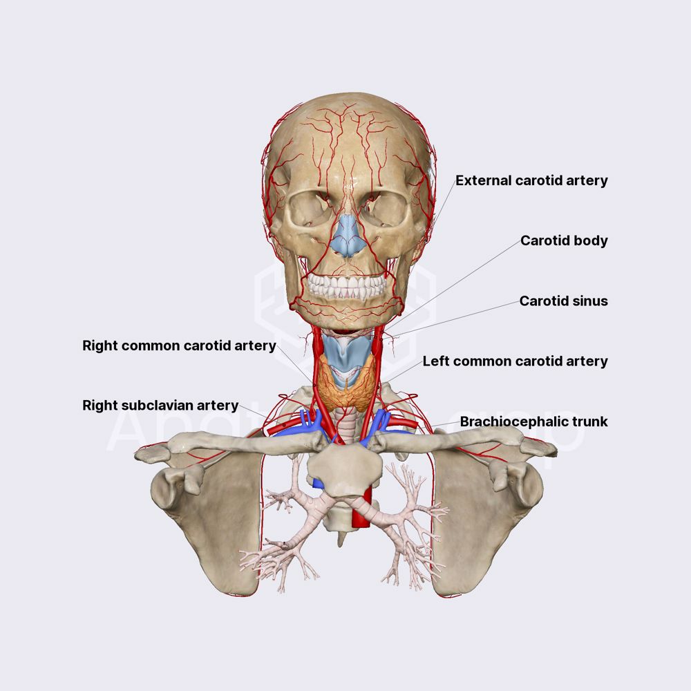 Common carotid artery