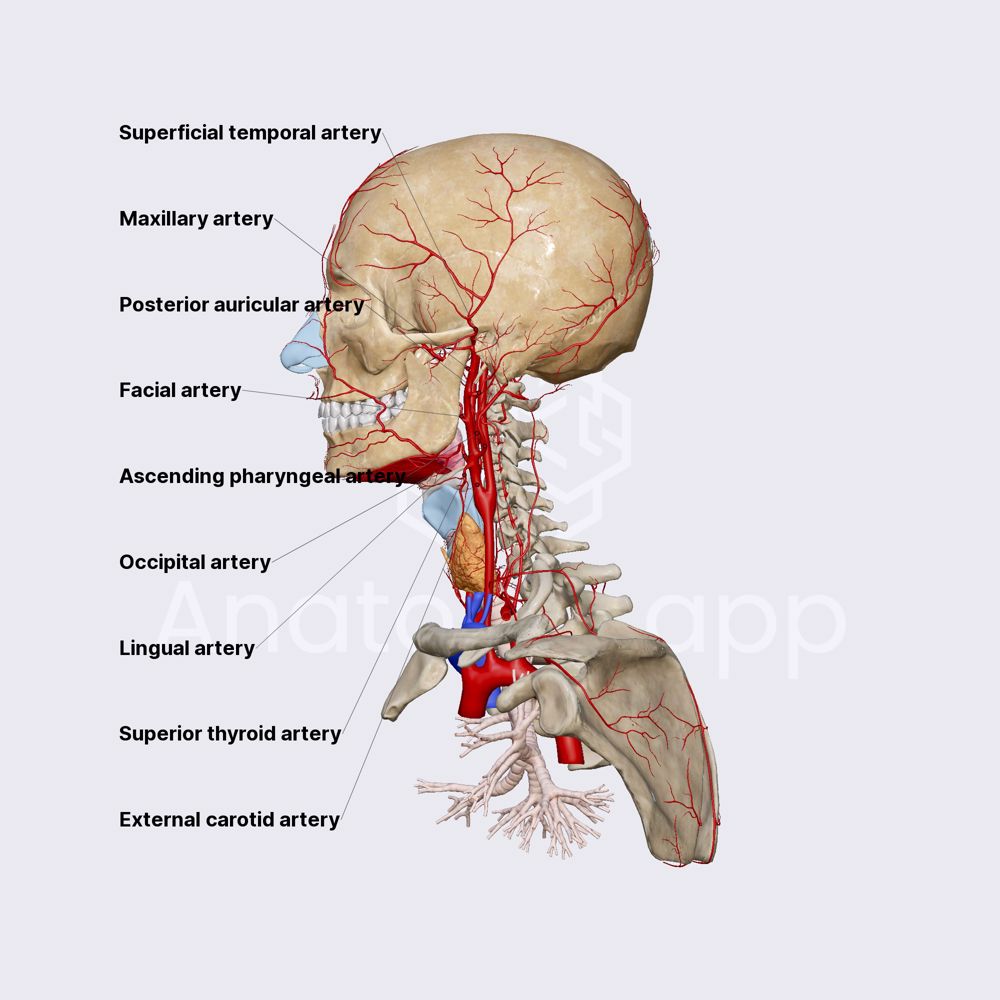 External carotid artery