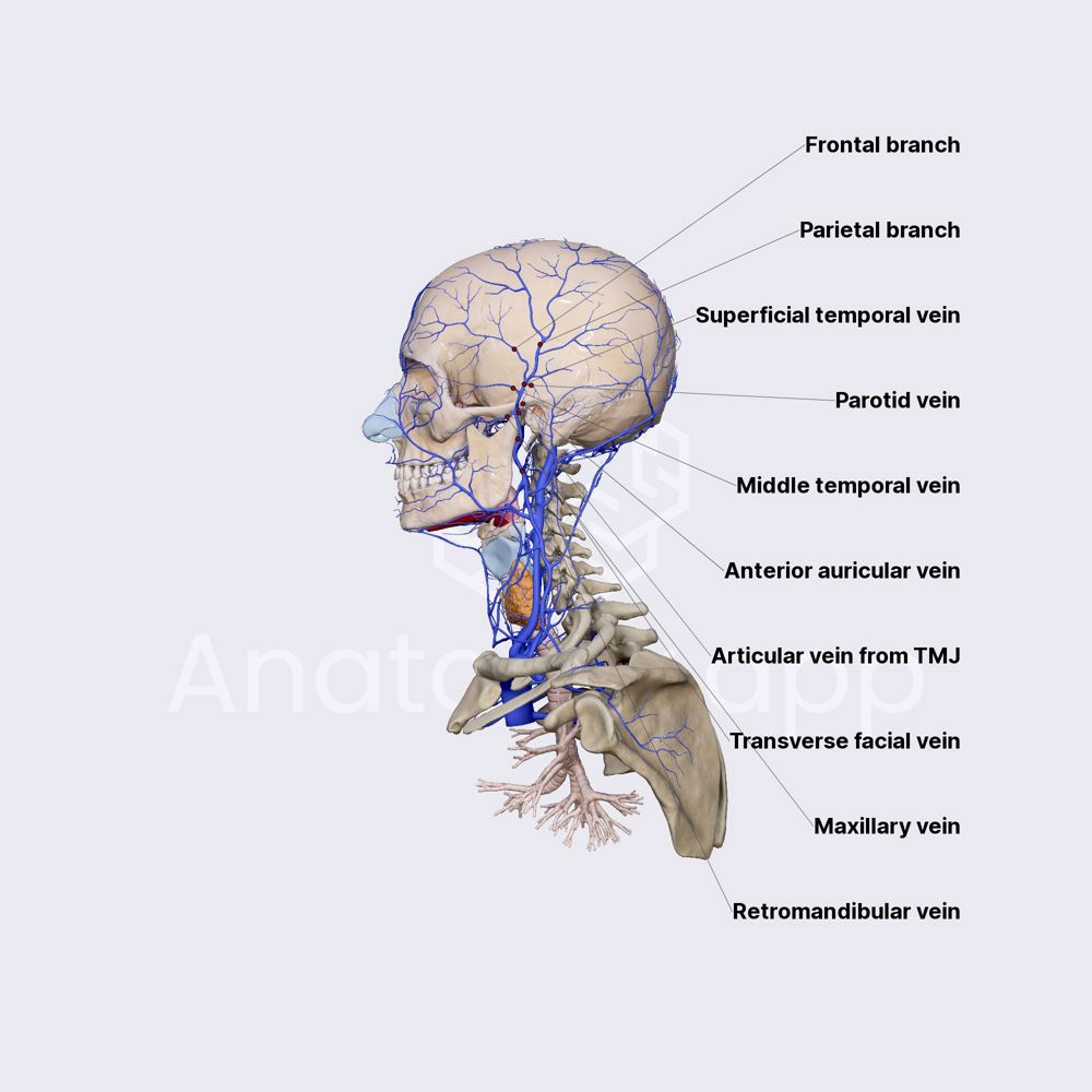 Superficial temporal vein