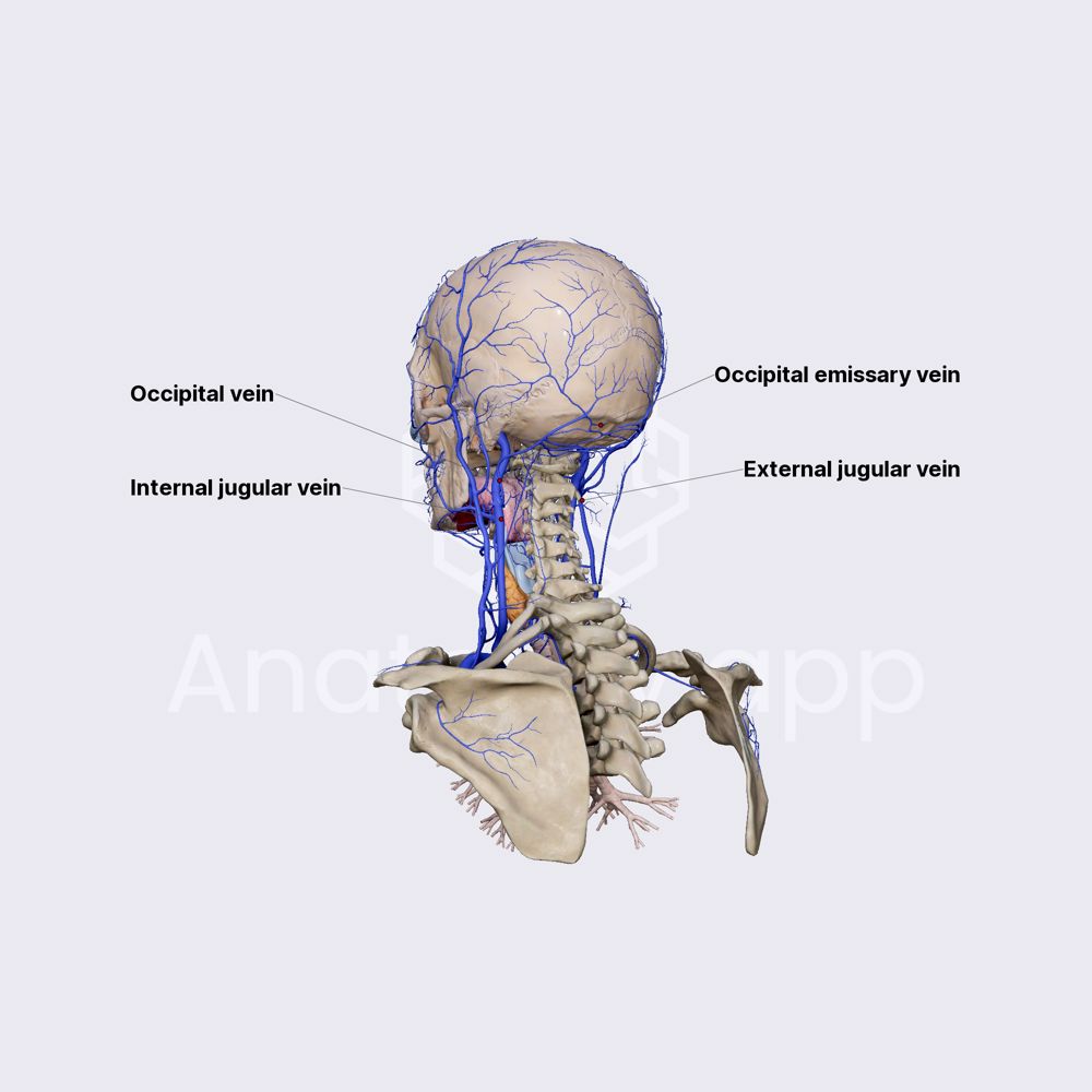 Occipital vein