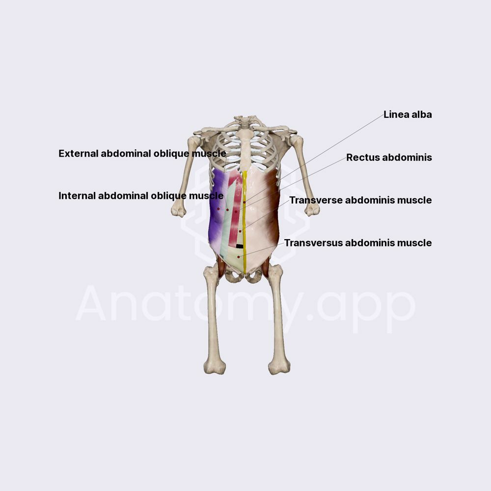 Muscles of anterolateral abdominal wall