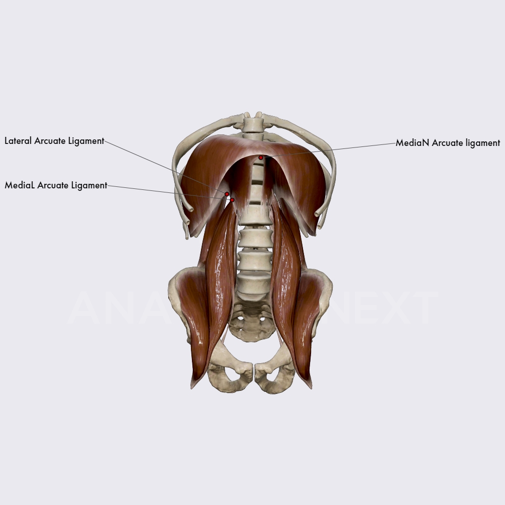 Medial Arcuate Ligament