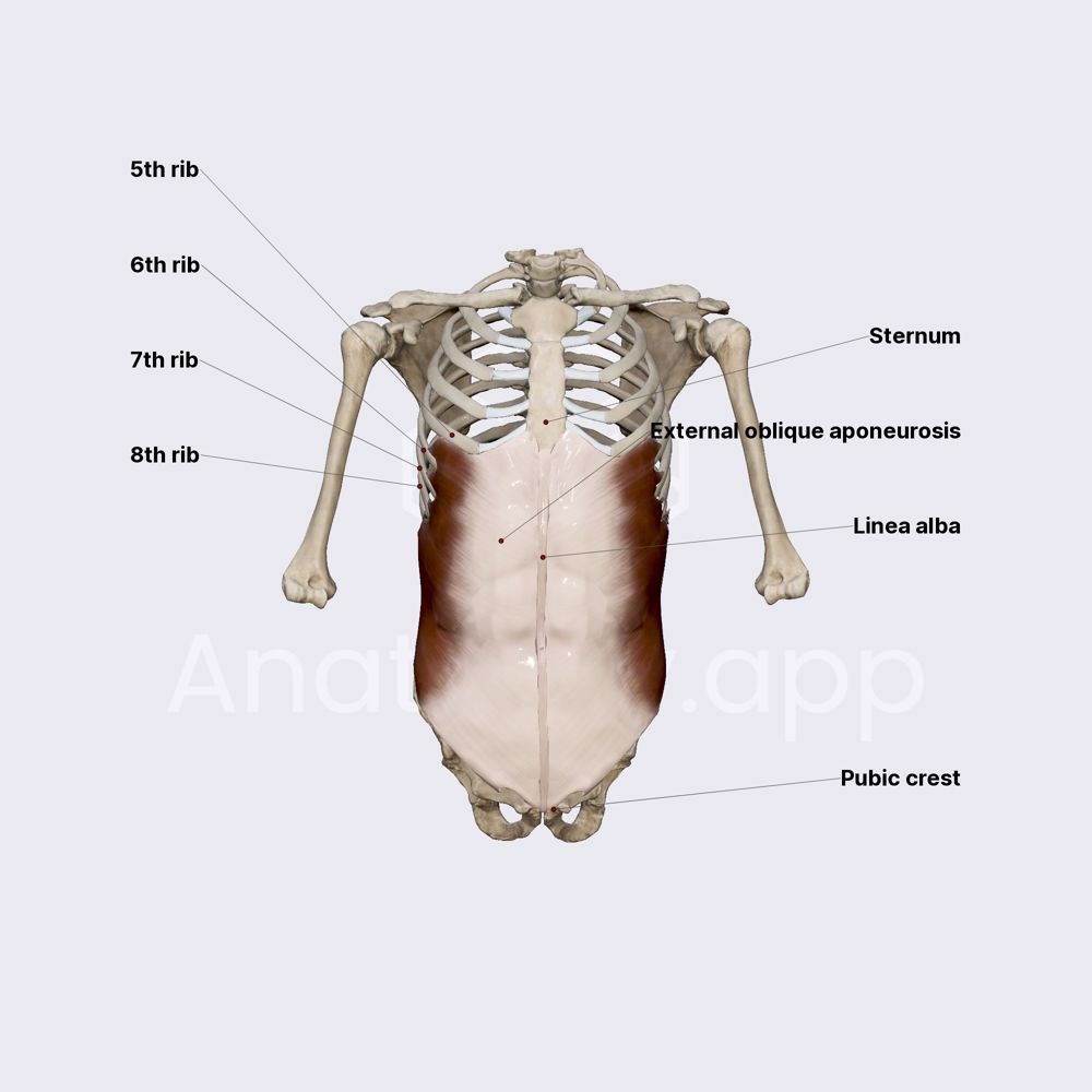 External abdominal oblique muscle