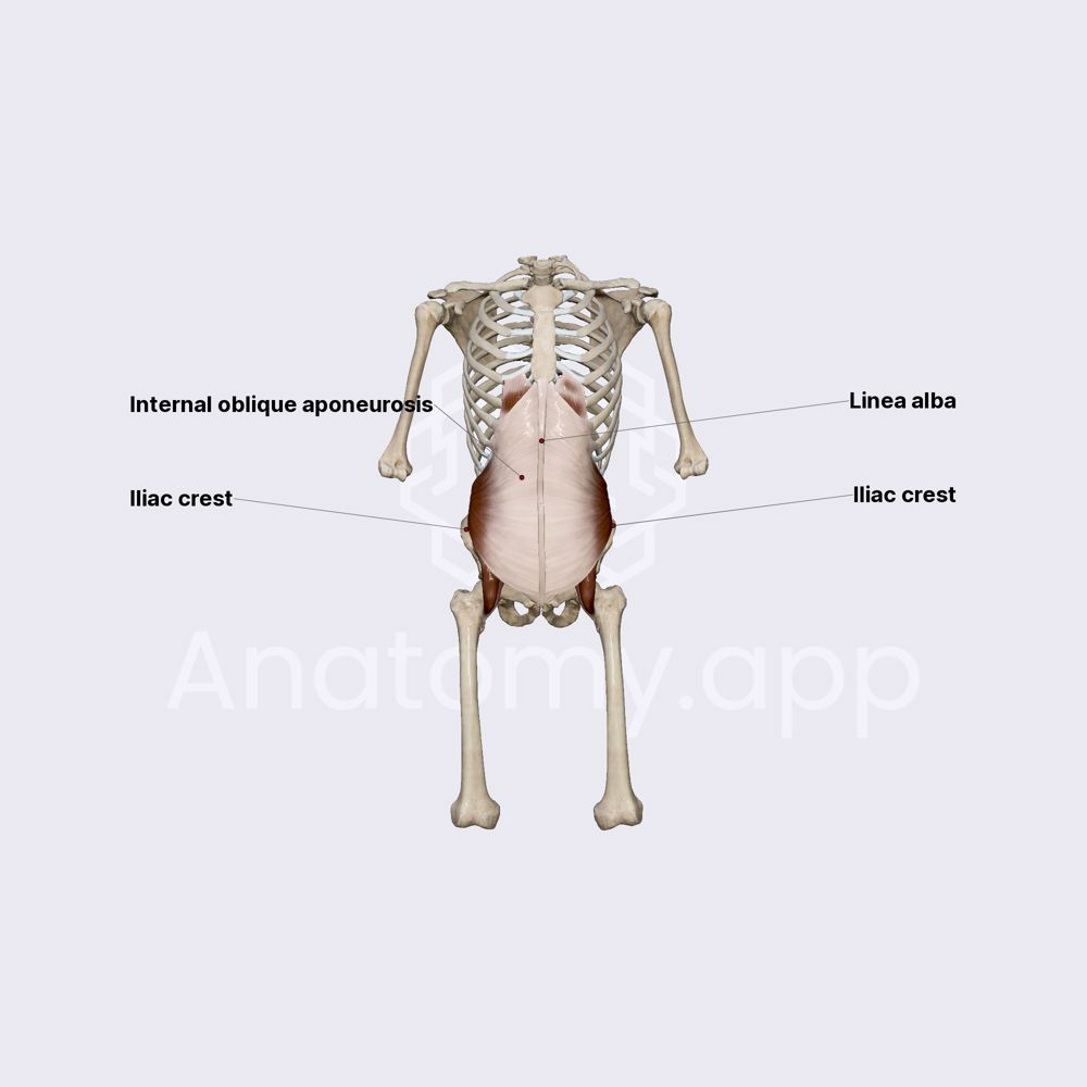 Internal abdominal oblique muscle