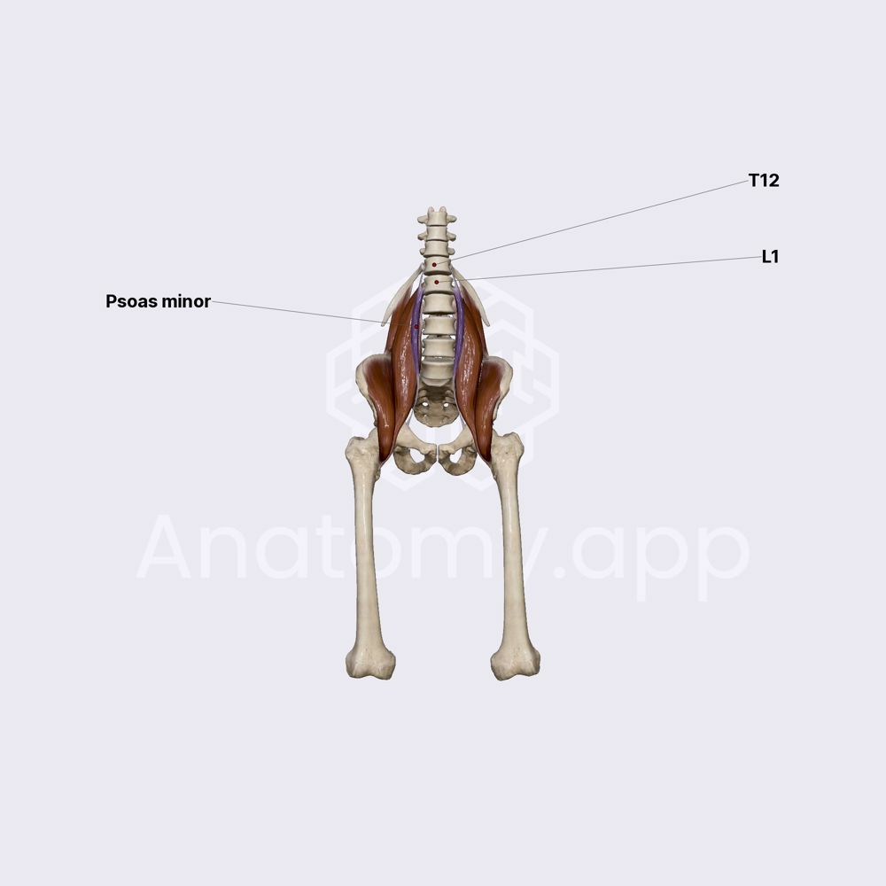 Psoas minor muscle