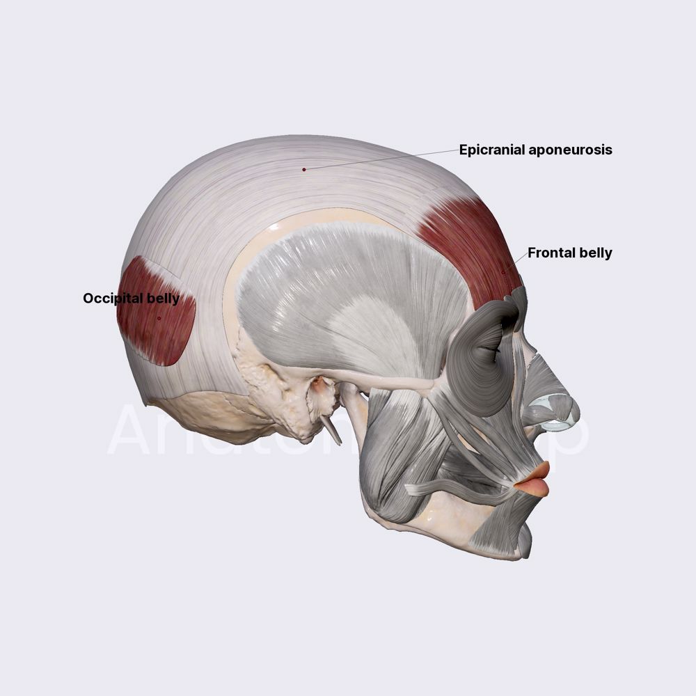 Occipitofrontalis