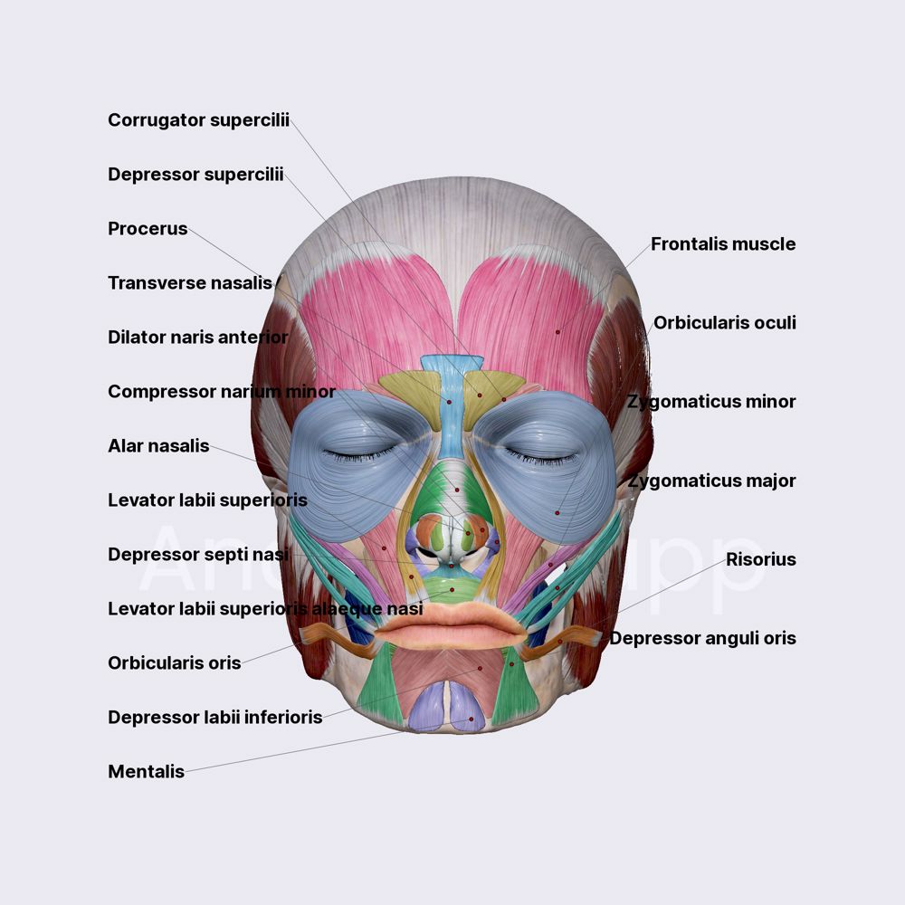 Facial muscles (overview)