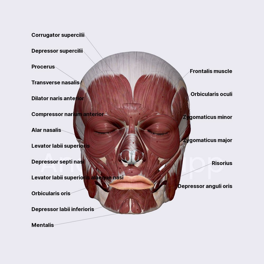 Facial muscles (overview)