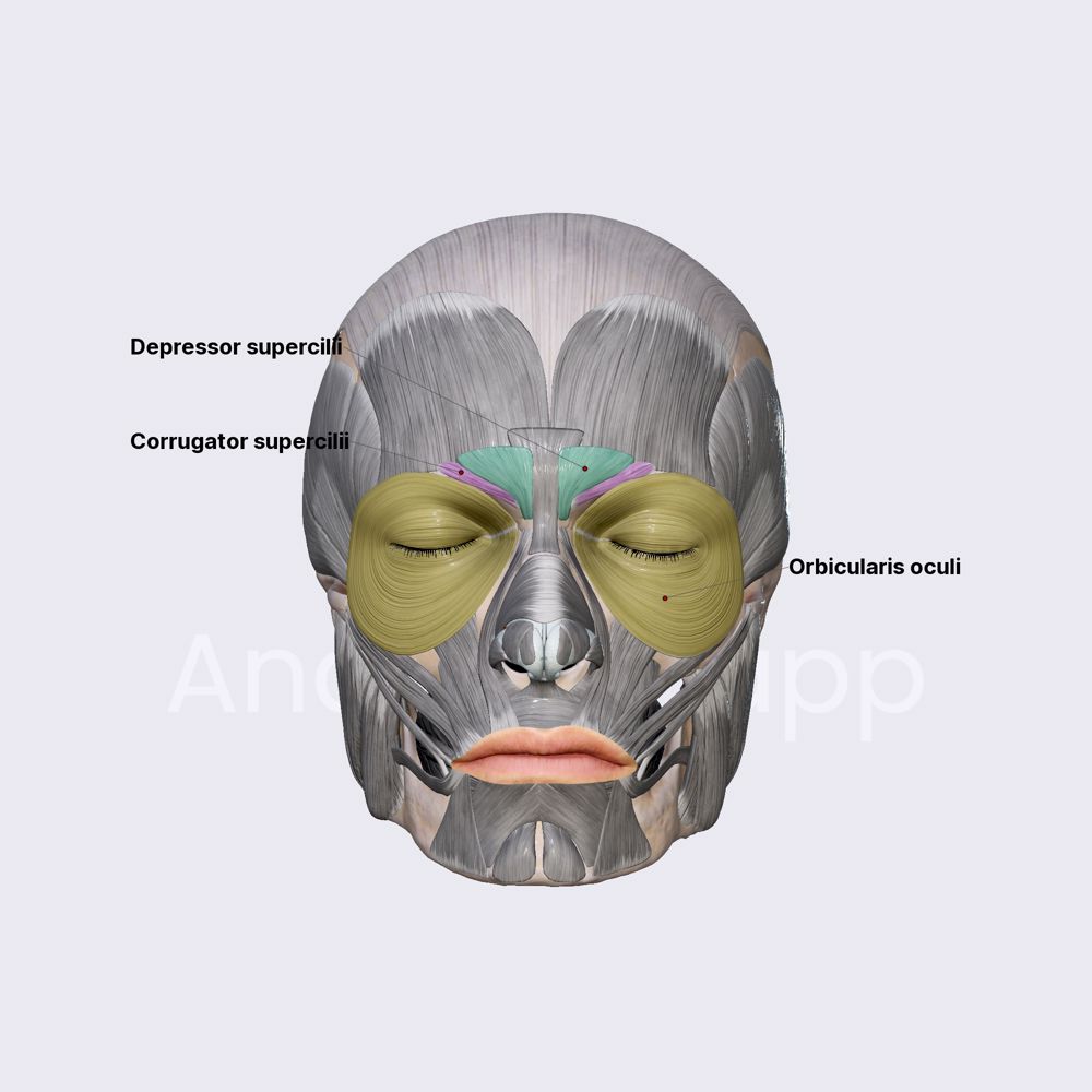 Orbital group of facial muscles