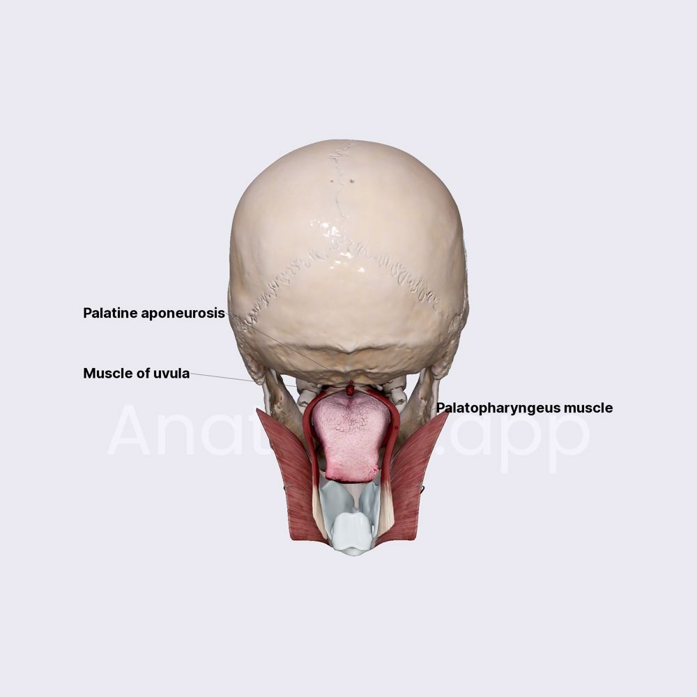 Soft palate and palatine muscles (overview)