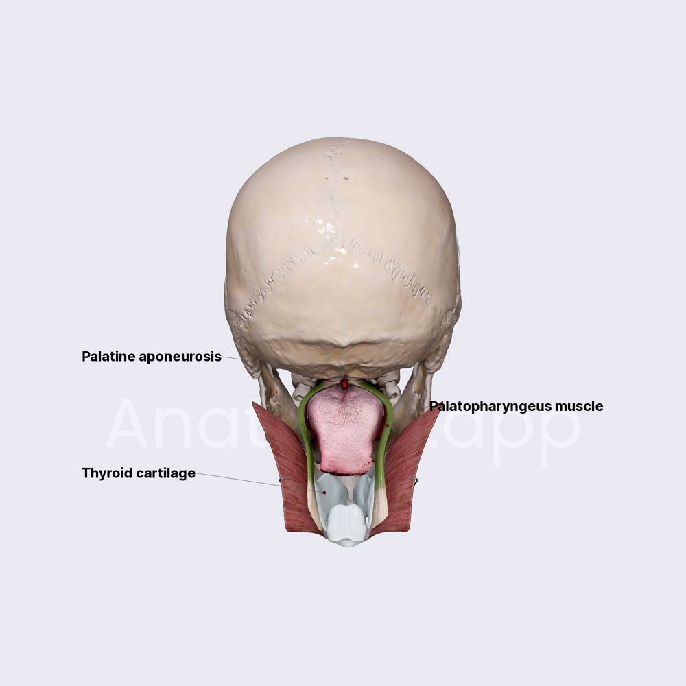 Palatopharyngeus muscle