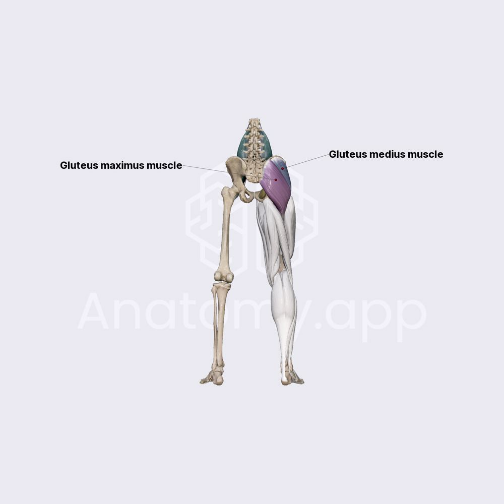 Muscles of hip region (iliopsoas, psoas minor and gluteus muscles ...