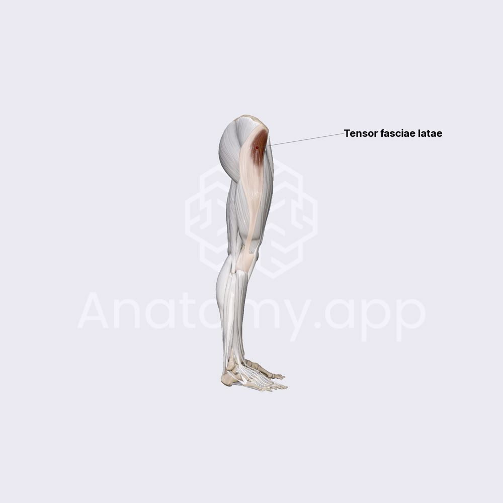 Muscles of hip region (tensor fasciae latae)